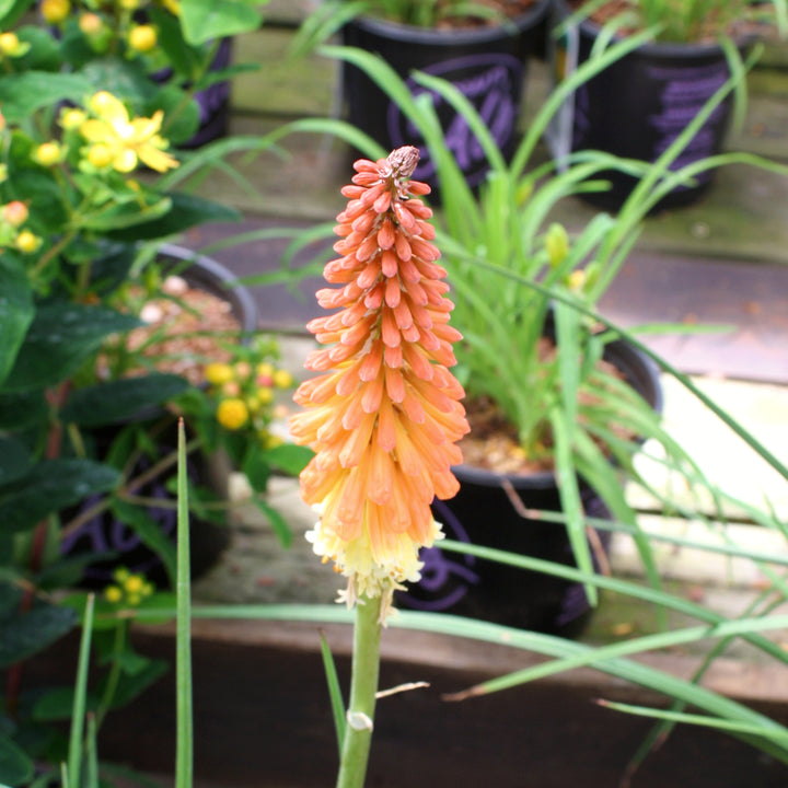 Kniphofia 'Flamenco' Poker Plant, 2 Gallon Perennial