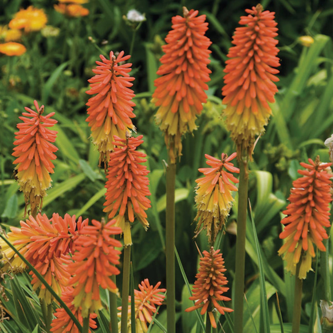 Kniphofia 'Flamenco' Poker Plant, 2 Gallon Perennial