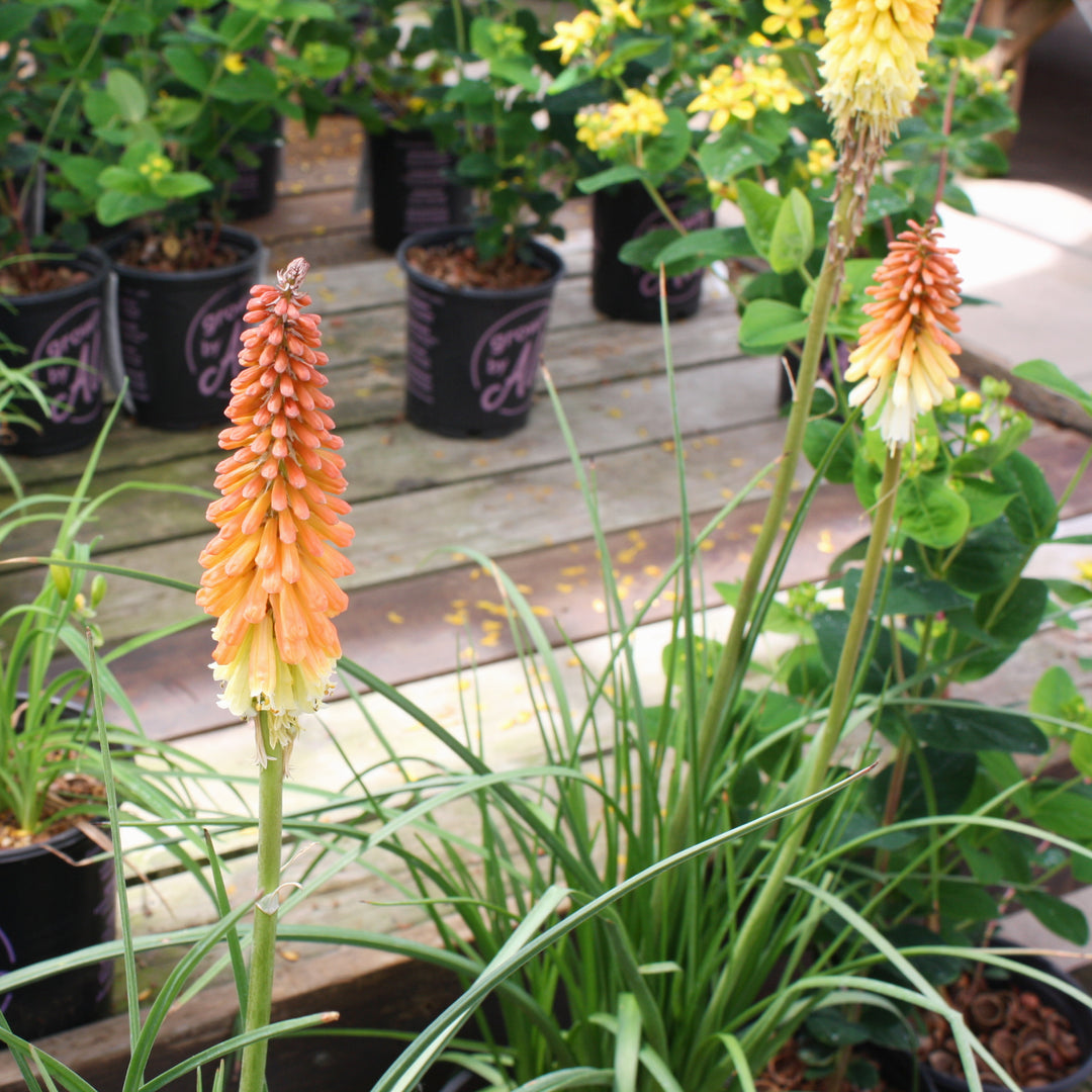 Kniphofia 'Flamenco' Poker Plant, 2 Gallon Perennial