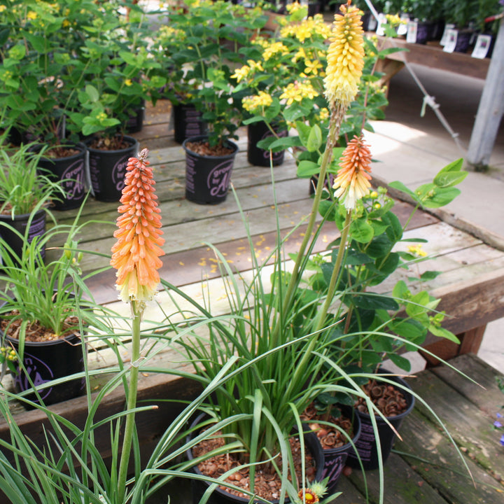 Kniphofia 'Flamenco' Poker Plant, 2 Gallon Perennial