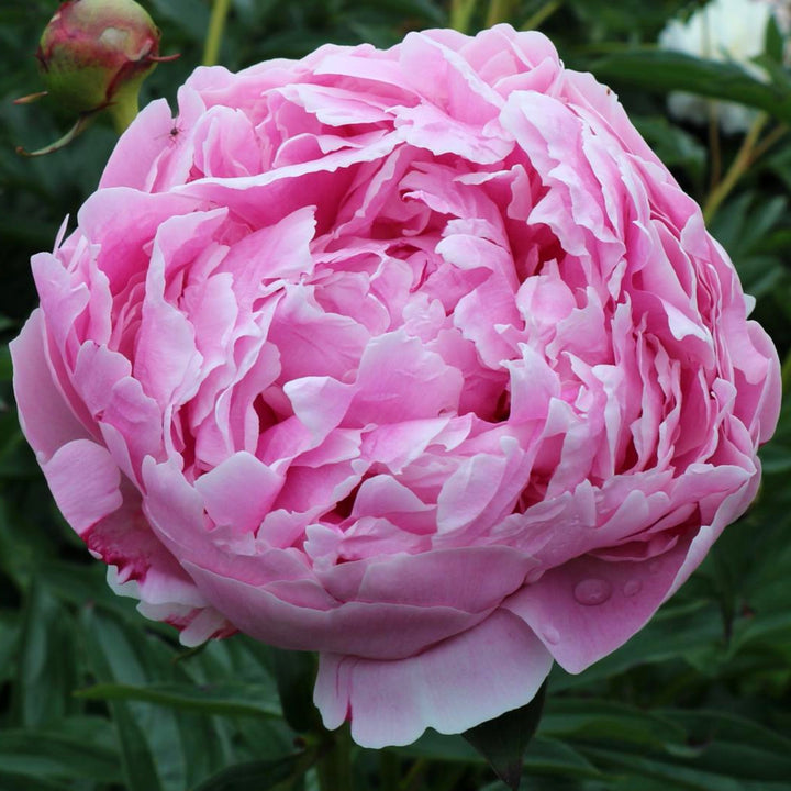Paeonia lactiflora 'Sarah Bernhardt' Peony, 2 Gallon Perennial