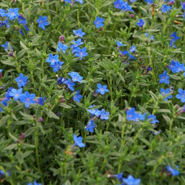 Lithodora diffusa 'Grace Ward' Trailing Lithodora, 1 Gallon Perennial