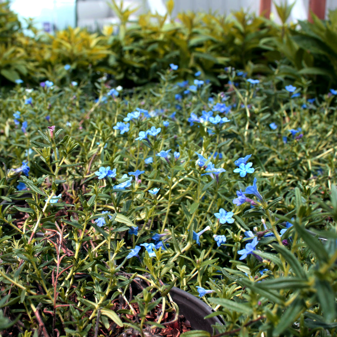 Lithodora diffusa 'Grace Ward' Trailing Lithodora, 1 Gallon Perennial