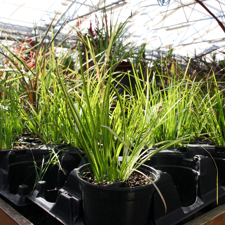 Acorus gramineus 'Oborozuki' Japanese Sweet Flag, 1 Quart Perennial