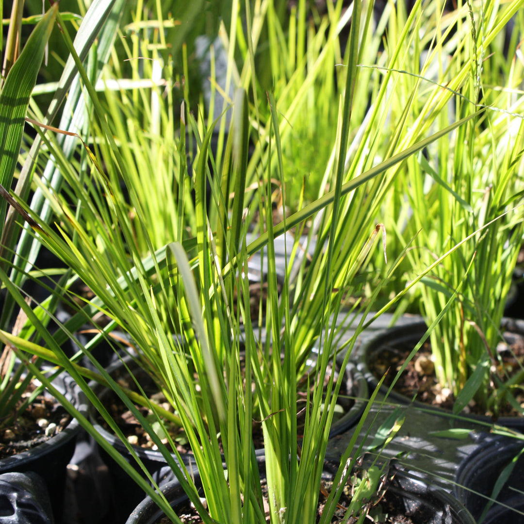 Acorus gramineus 'Oborozuki' Japanese Sweet Flag, 1 Quart Perennial