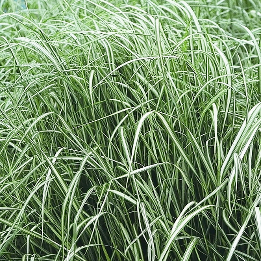 Calamagrostis x acutiflora 'Avalanche' Feather Reed Grass, 1 Gallon Perennial