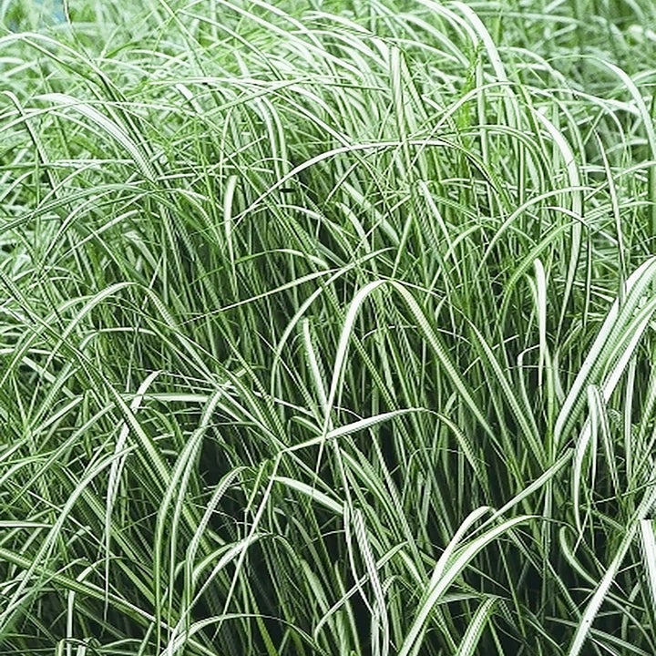 Calamagrostis x acutiflora 'Avalanche' Feather Reed Grass, 1 Gallon Perennial