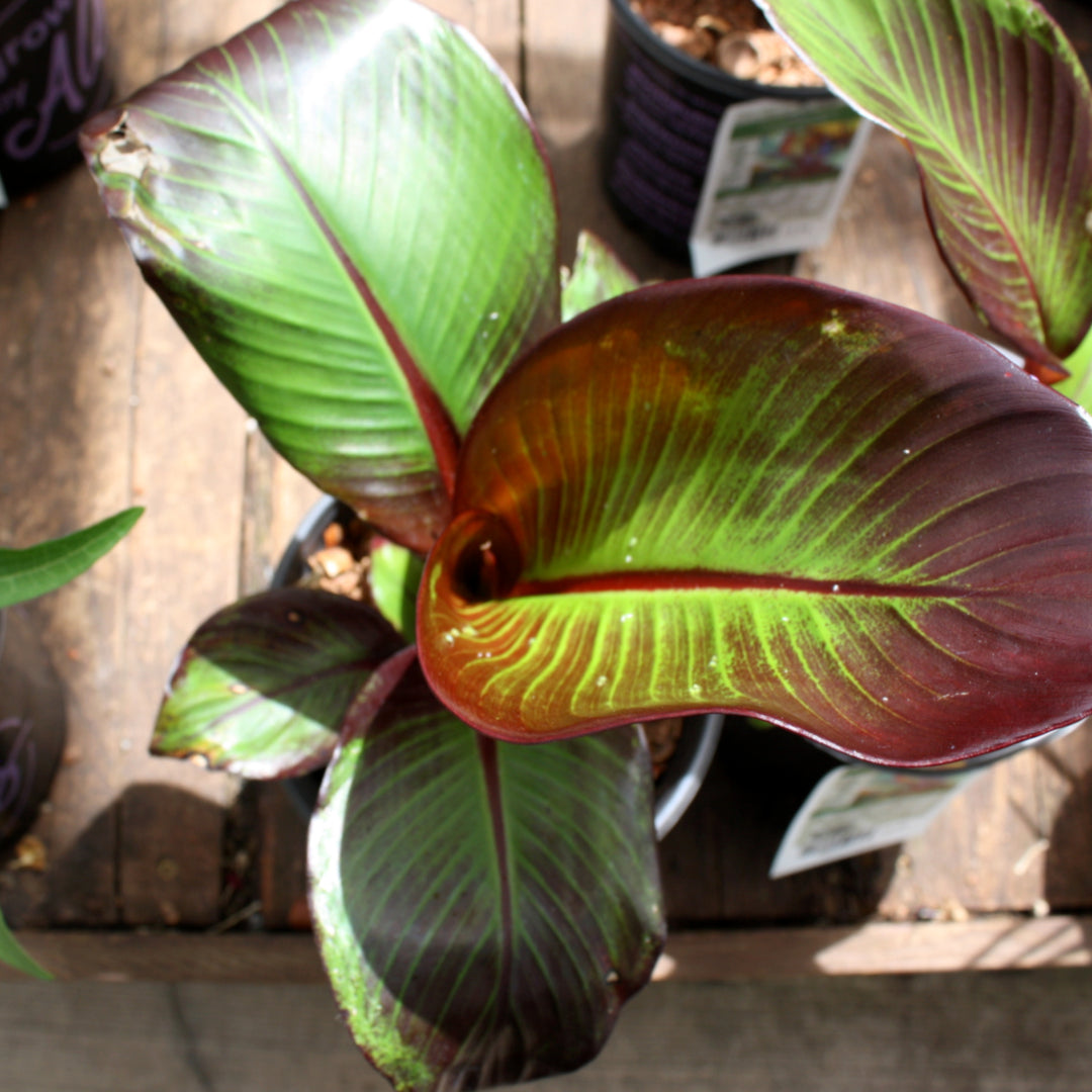 Ensete ventricosum 'Maurelii' Red Banana, 5 Gallon Perennial