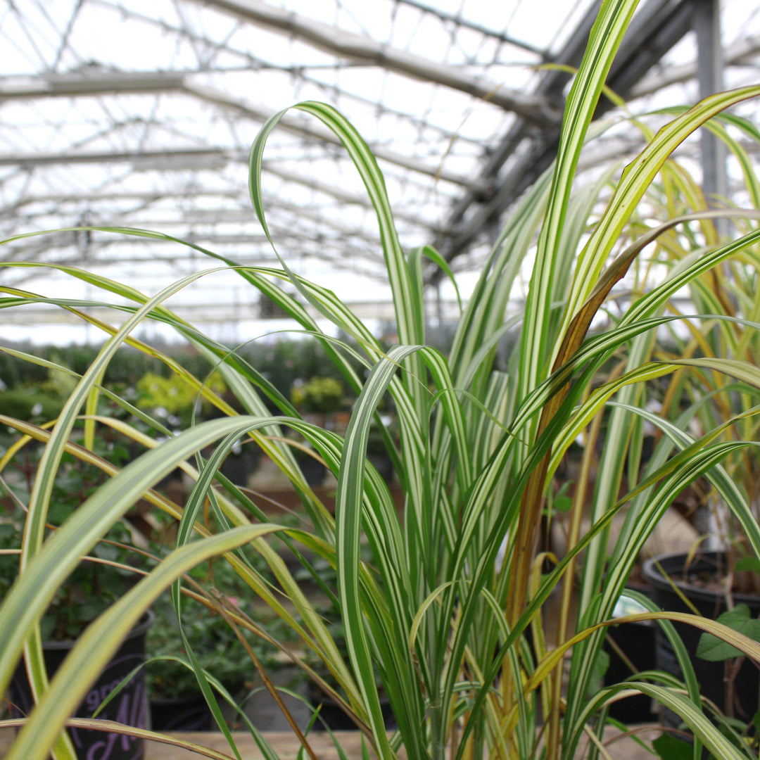 Miscanthus sinensis 'Cabaret' Miscanthus, 2 Gallon Perennial