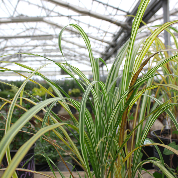 Miscanthus sinensis 'Cabaret' Miscanthus, 2 Gallon Perennial