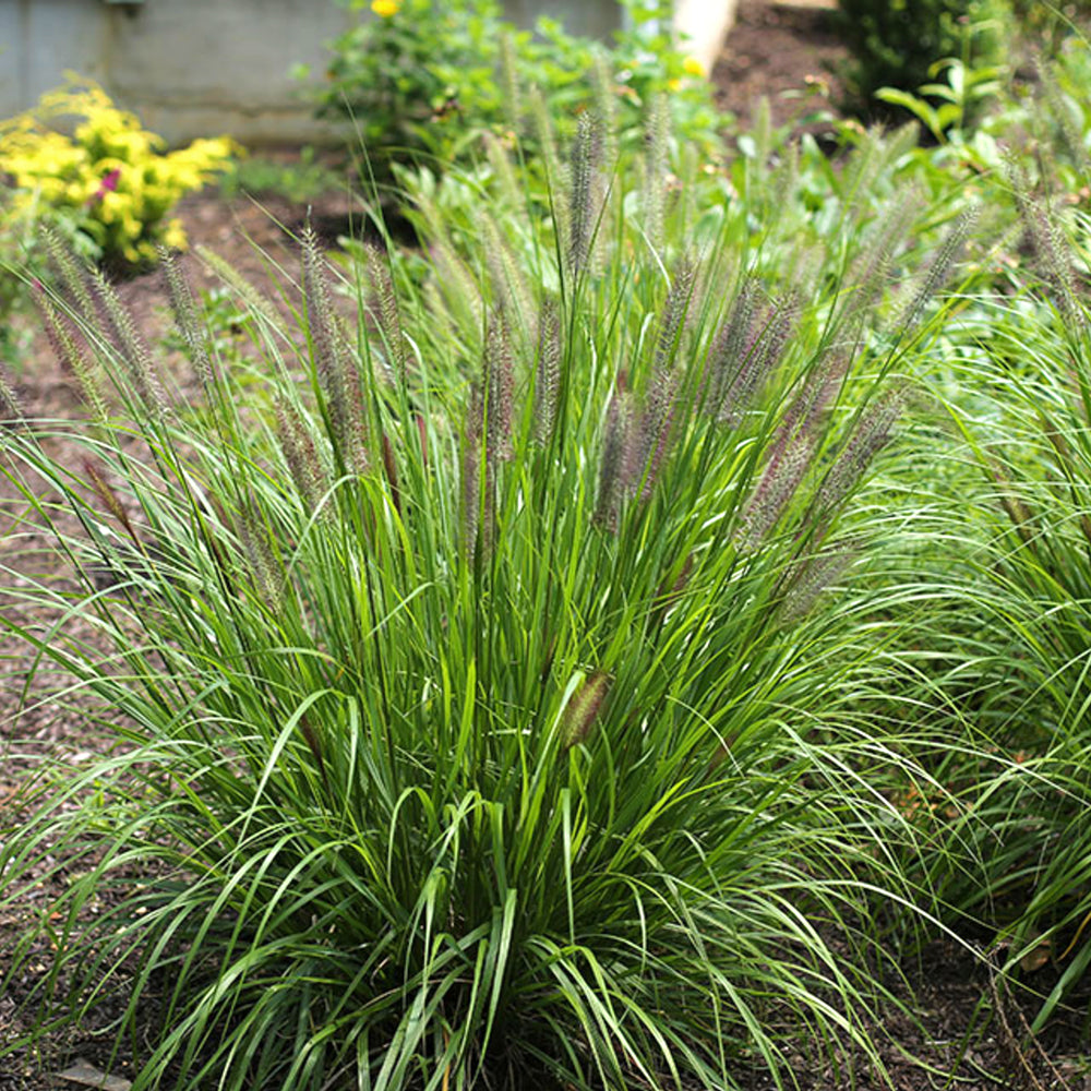 Pennisetum alopecuroides 'Red Head' Fountain Grass, 1 Gallon Perennial