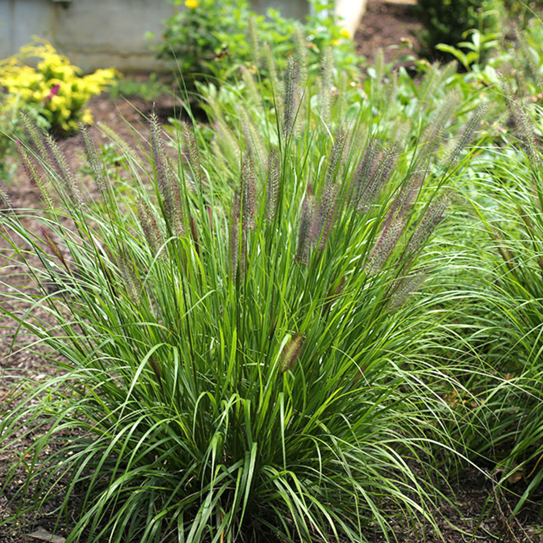 Pennisetum alopecuroides 'Red Head' Fountain Grass, 1 Gallon Perennial