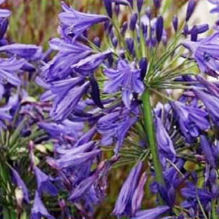 Agapanthus africanus 'Storm Cloud' Lily of the Nile, 1 Gallon Perennial