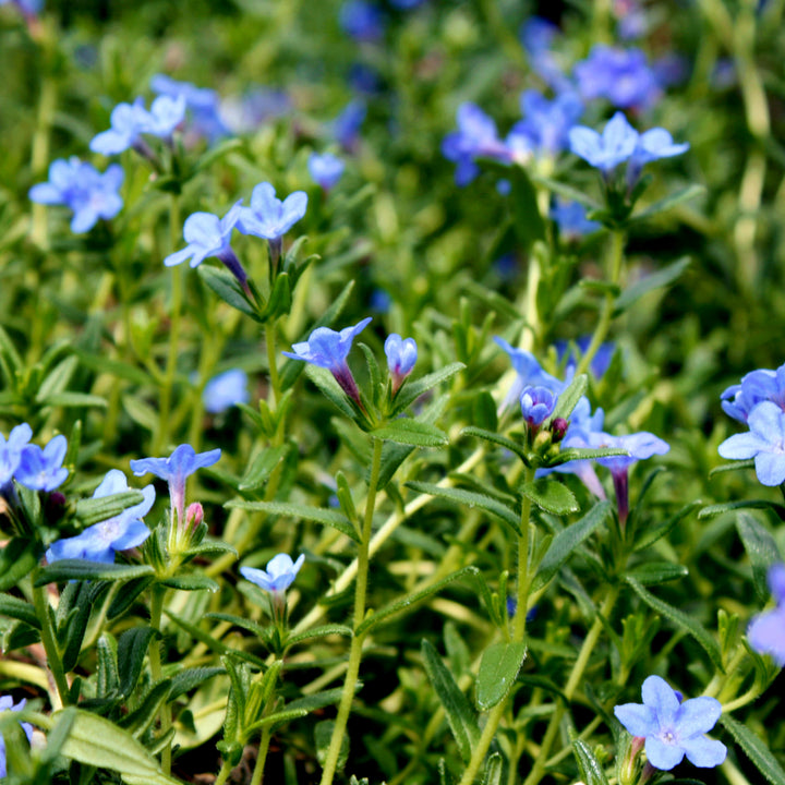 Lithodora diffusa 'Grace Ward' Trailing Lithodora, 1 Quart Perennial