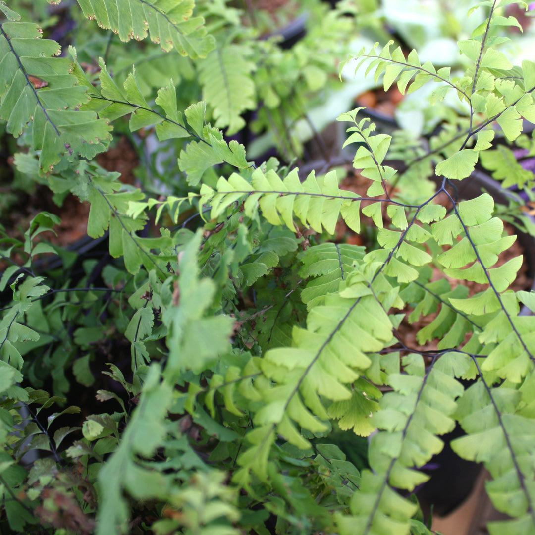 Adiantum pedatum Five Fingered Maidenhair Fern, 1 Gallon Perennial
