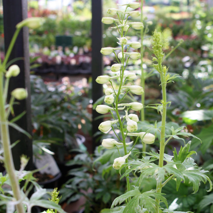 Delphinium elatum 'Galahad' Alpine Delphinium, 2 Gallon Perennial