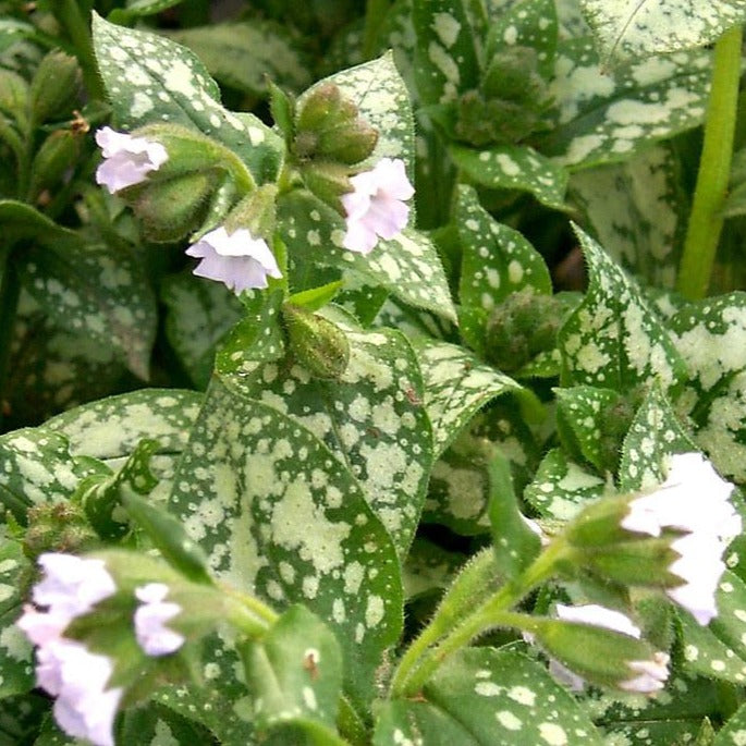 Pulmonaria x 'Moonshine' PP13686 Pulmonaria, 1 Gallon Perennial