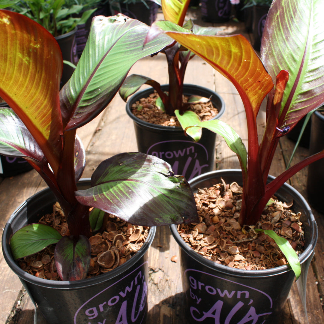 Ensete ventricosum 'Maurelii' Red Banana, 2 Gallon Perennial