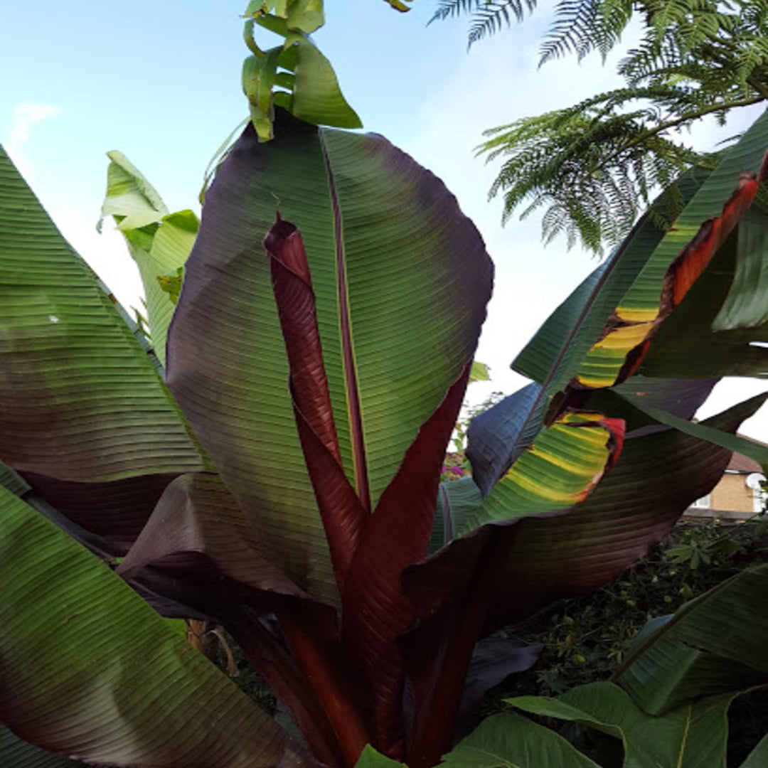 Ensete ventricosum 'Maurelii' Red Banana, 2 Gallon Perennial