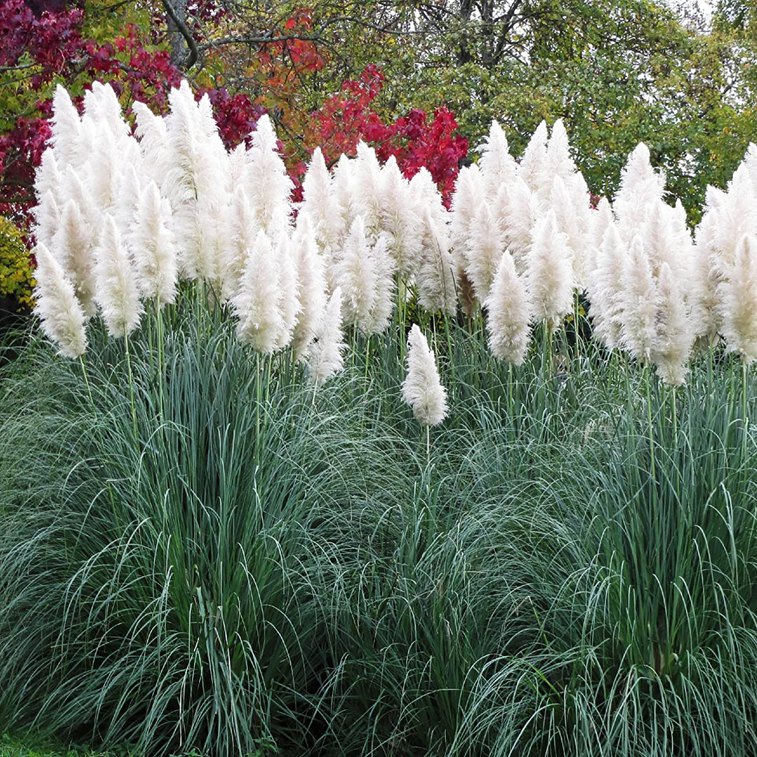Cortaderia selloana 'White Feather' Pampas Grass, 2 Gallon Perennial
