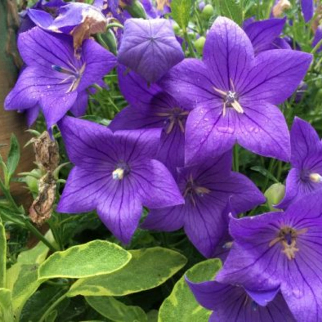 Platycodon grandiflorus 'Early Sentimental Blue' Balloon Flower, 1 Gallon Perennial