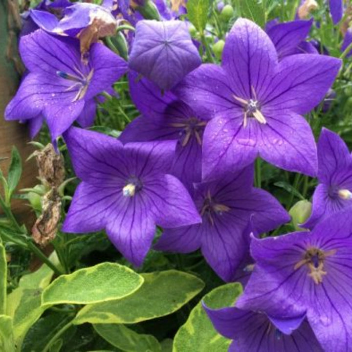 Platycodon grandiflorus 'Early Sentimental Blue' Balloon Flower, 1 Gallon Perennial