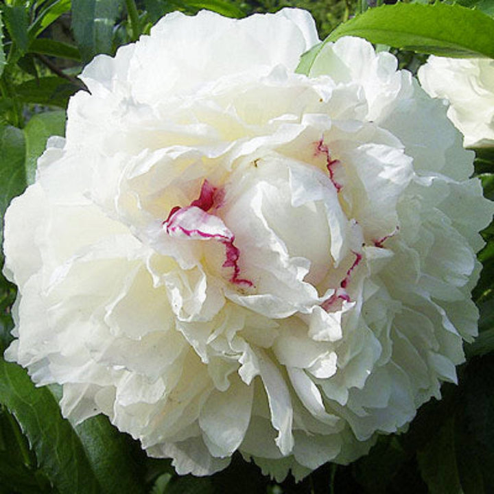 Paeonia lactiflora 'Festiva Maxima' Peony, 2 Gallon Perennial