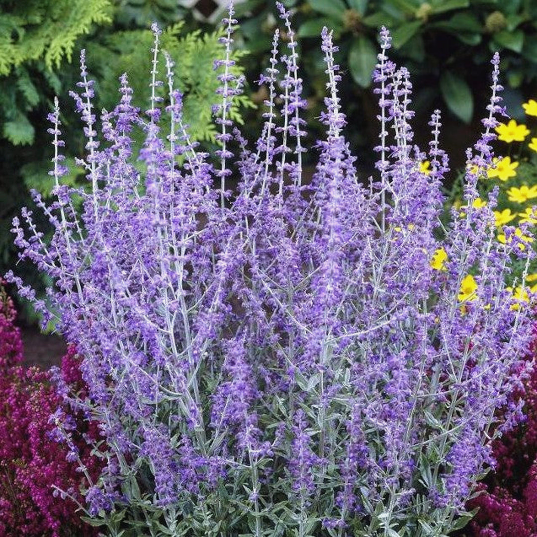 Salvia yangii 'Little Spire' Russian Sage, 1 Gallon Perennial