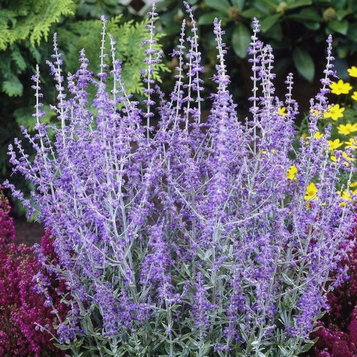 Salvia yangii 'Little Spire' Russian Sage, 1 Gallon Perennial