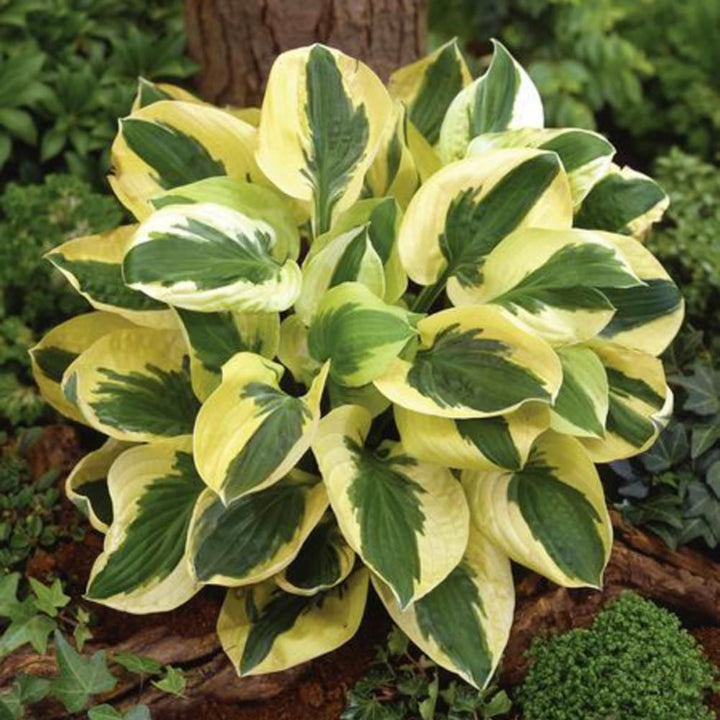 Hosta 'Brim Cup' Hosta, 1 Gallon Perennial