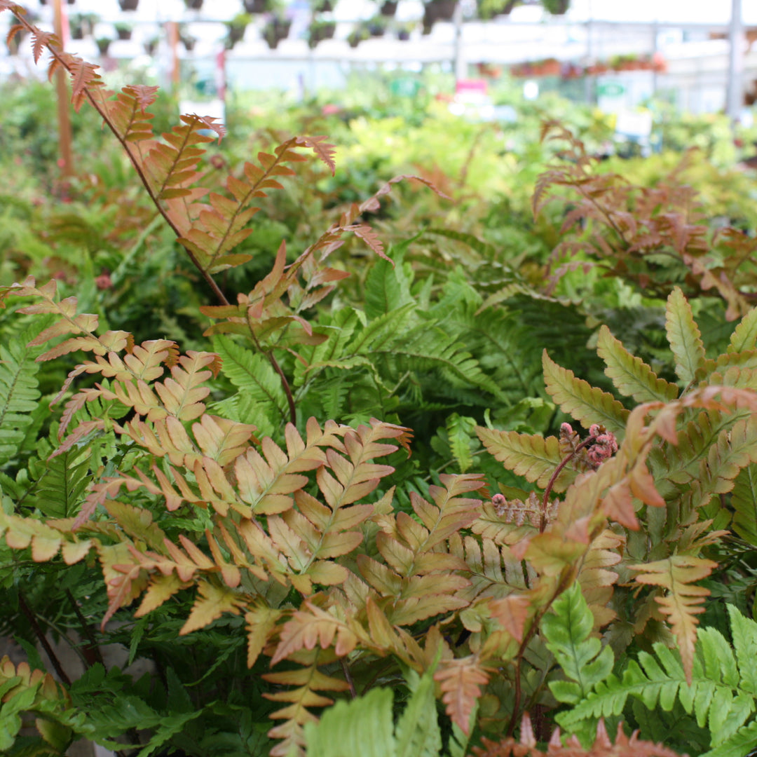 Dryopteris erythrosora Autumn Fern, 1 Quart Perennial