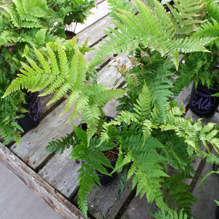 Dryopteris erythrosora Autumn Fern, 1 Quart Perennial