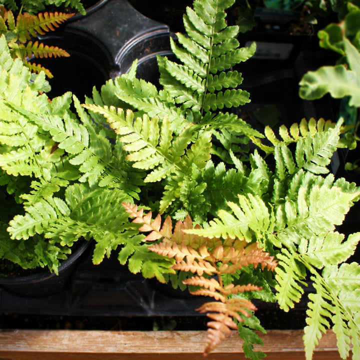 Dryopteris erythrosora Autumn Fern, 1 Quart Perennial