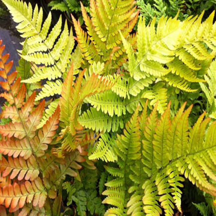 Dryopteris erythrosora Autumn Fern, 1 Quart Perennial