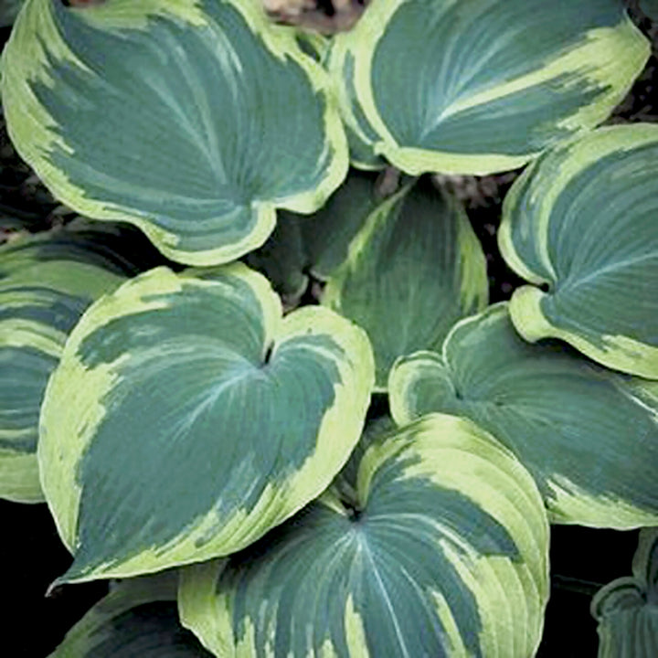 Hosta 'Earth Angel' Hosta, 1 Gallon Perennial