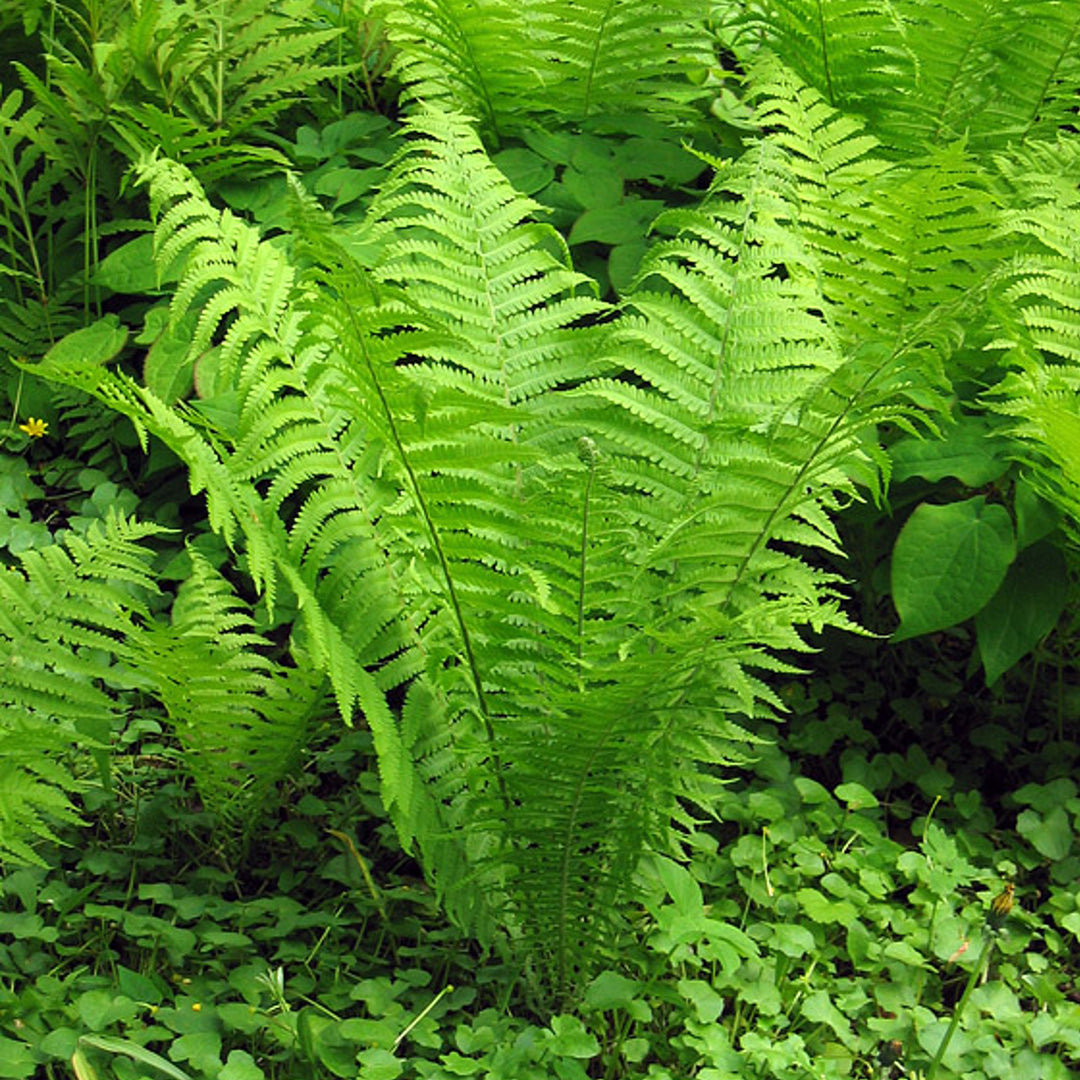 Matteuccia struthiopteris 'The King' Ostrich Fern, 1 Gallon Perennial