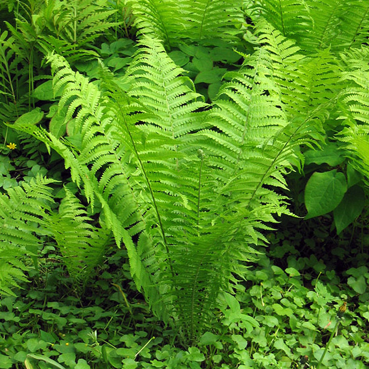 Matteuccia struthiopteris 'The King' Ostrich Fern, 1 Gallon Perennial