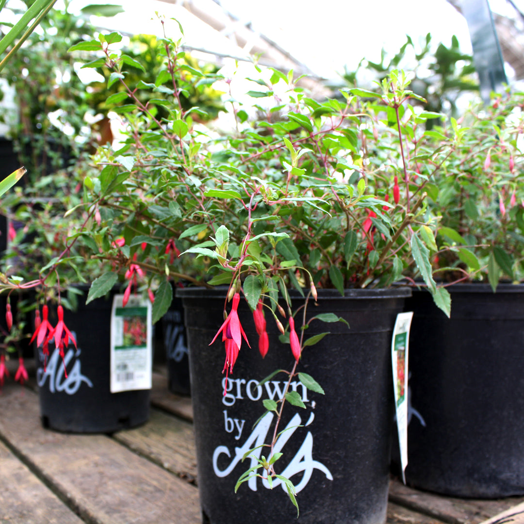 Fuchsia magellanica Hardy Fuchsia, 2 Gallon Perennial