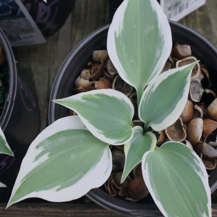 Hosta 'Blue Ivory' PP19623 Hosta, 1 Gallon Perennial