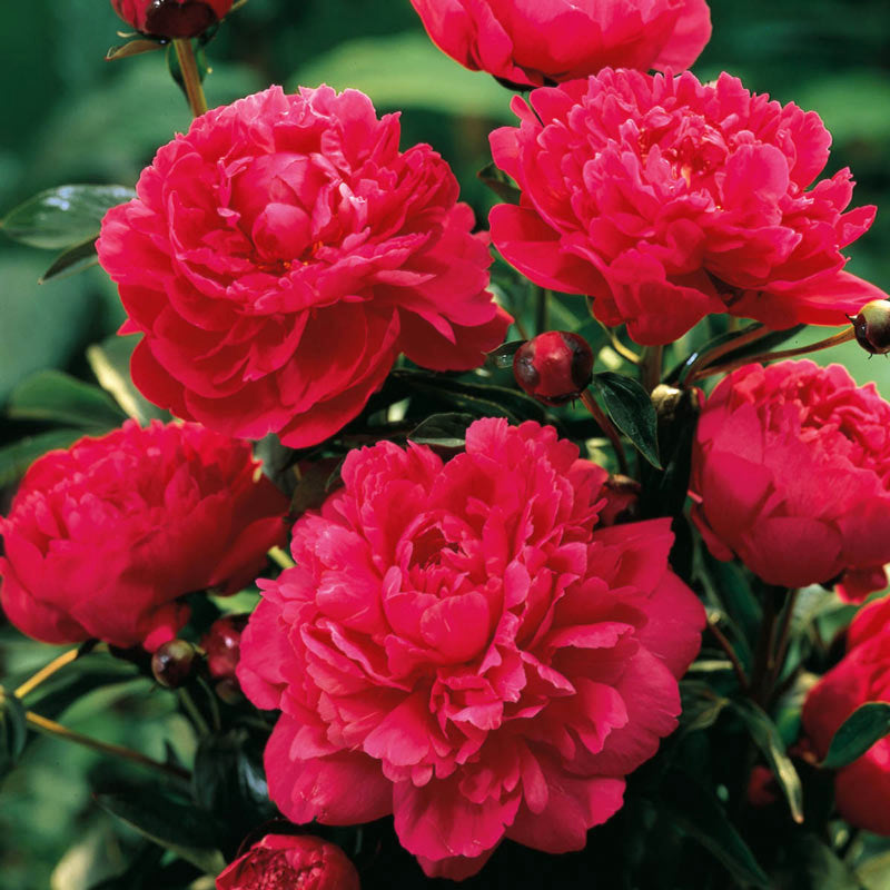 Paeonia lactiflora 'Kansas' Peony, 2 Gallon Perennial