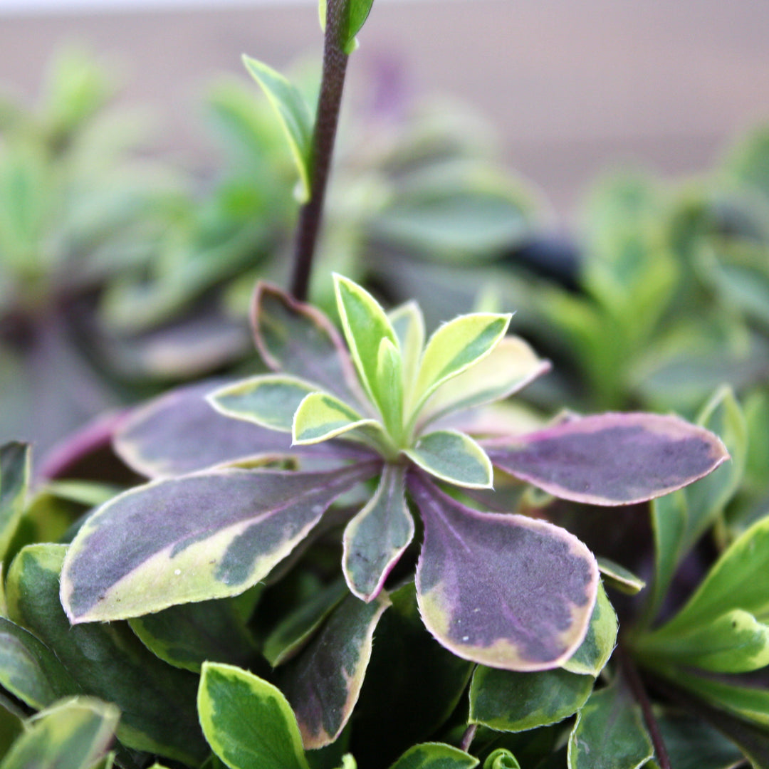 Arabis ferdinandi-coburgi 'Old Gold' Rock Cress, 1 Quart Perennial