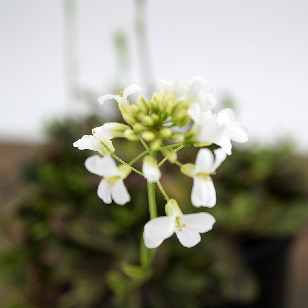Arabis ferdinandi-coburgi 'Old Gold' Rock Cress, 1 Quart Perennial