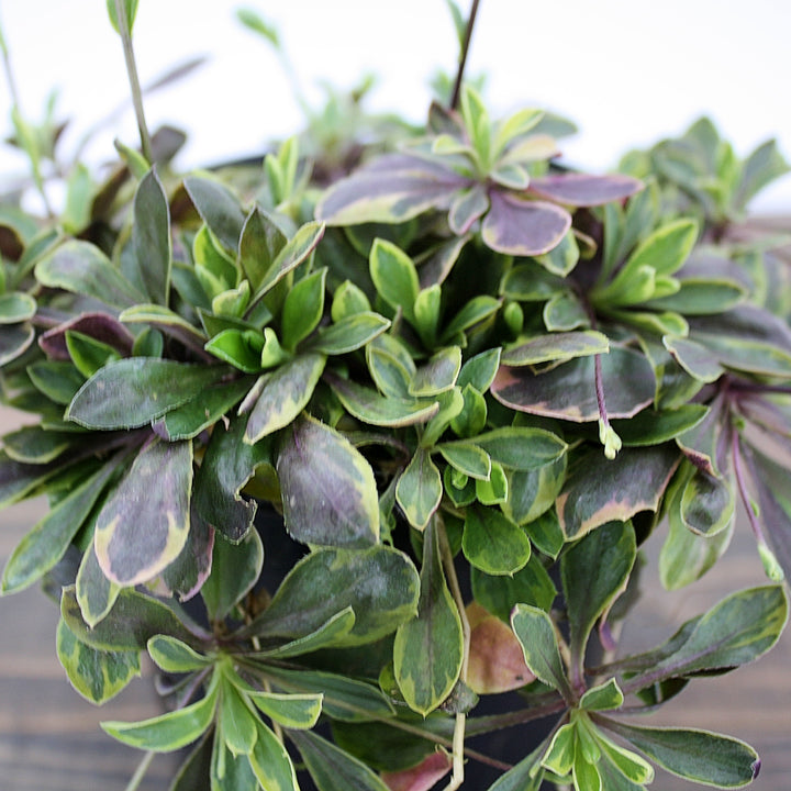 Arabis ferdinandi-coburgi 'Old Gold' Rock Cress, 1 Quart Perennial