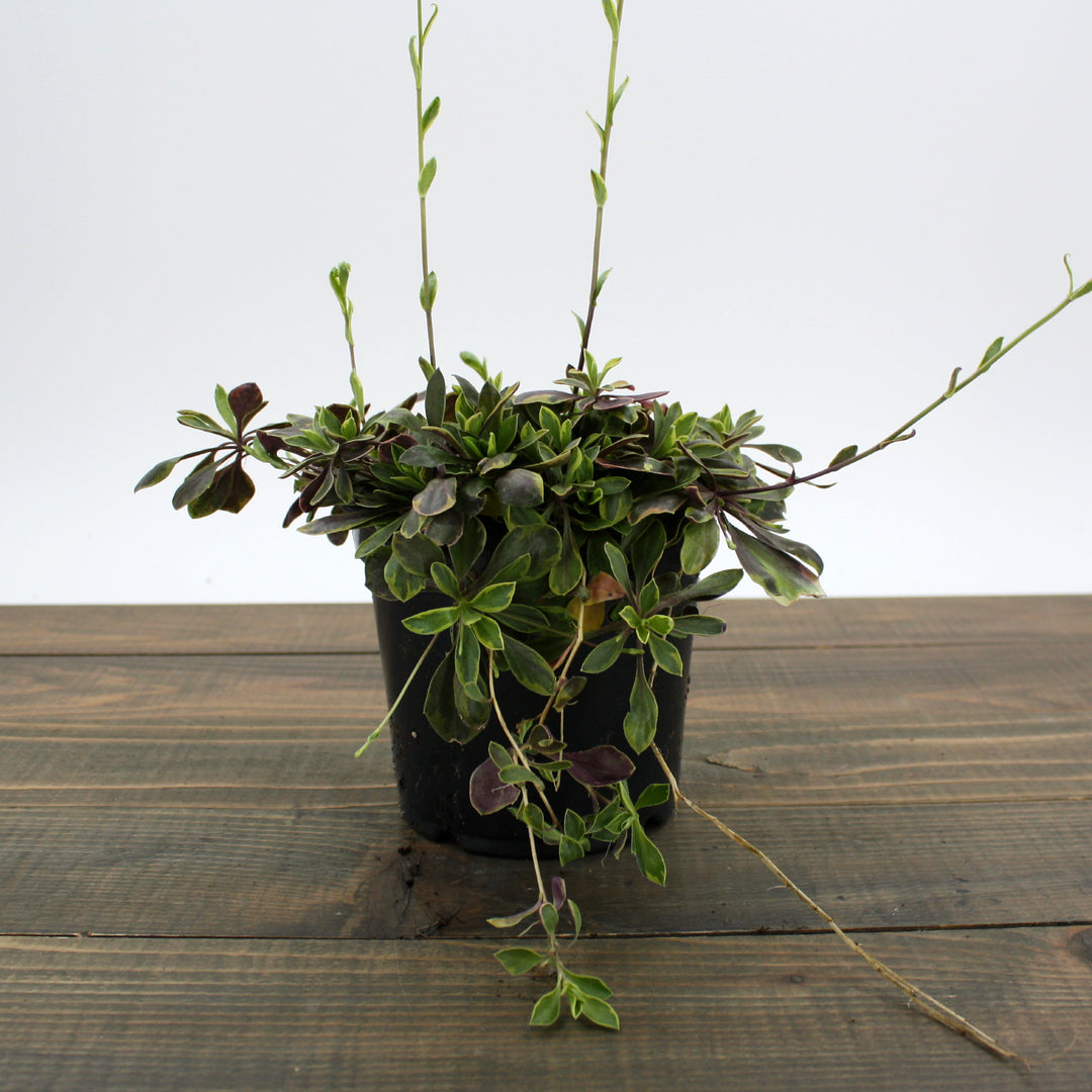 Arabis ferdinandi-coburgi 'Old Gold' Rock Cress, 1 Quart Perennial