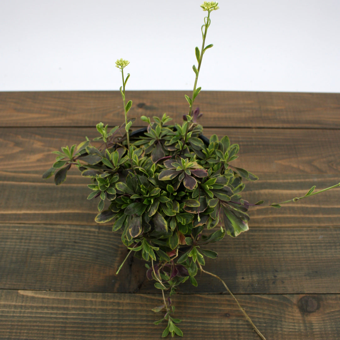 Arabis ferdinandi-coburgi 'Old Gold' Rock Cress, 1 Quart Perennial