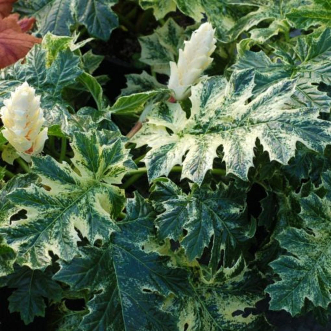 Acanthus mollis 'Whitewater' PP23342 Bear's Breeches, 1 Gallon Perennial