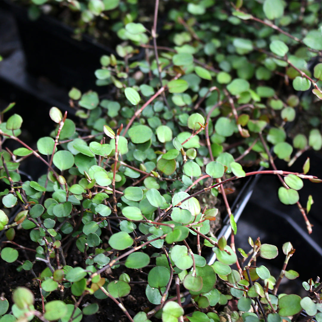 Muehlenbeckia complexa Wire Vine, 1 Quart Perennial