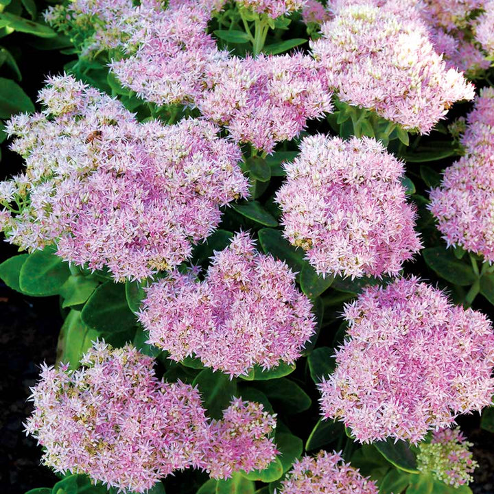 Hylotelephium spectabile 'Crystal Pink' Tall Sedum, 1 Gallon Perennial