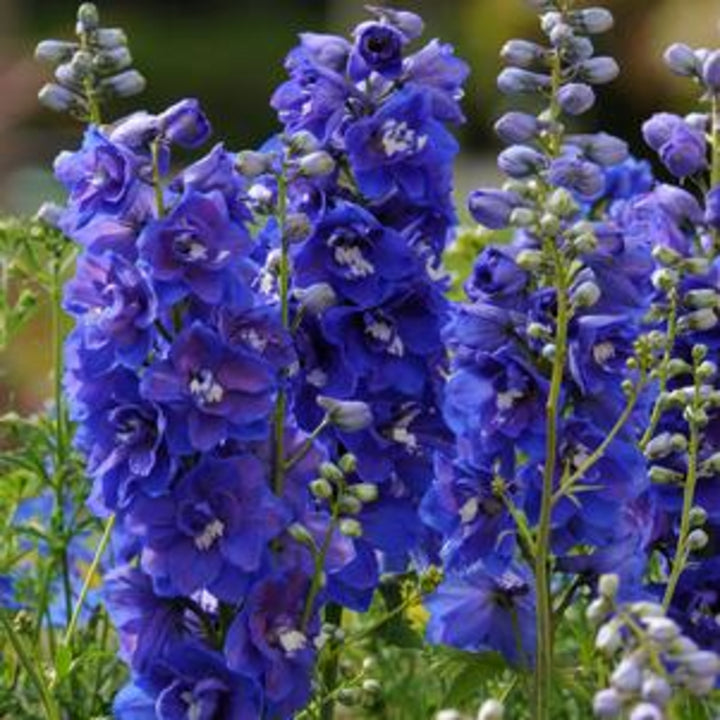 Delphinium elatum 'Dasante Blue' Alpine Delphinium, 1 Gallon Perennial