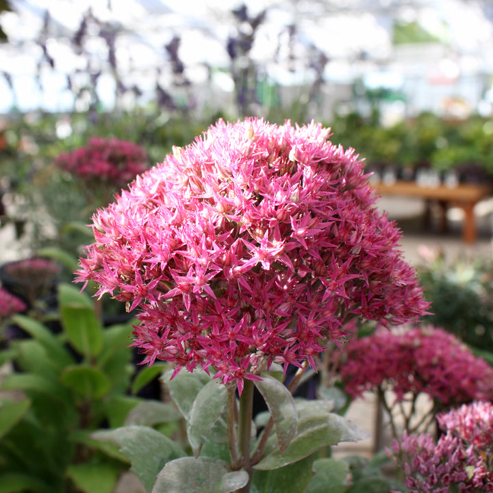 Hylotelephium spectabile 'Class Act' PP20125 Tall Sedum, 1 Gallon Perennial